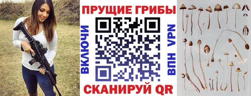 сколько стоит  Зубцов  Псилоцибиновые грибы Magic Shrooms 